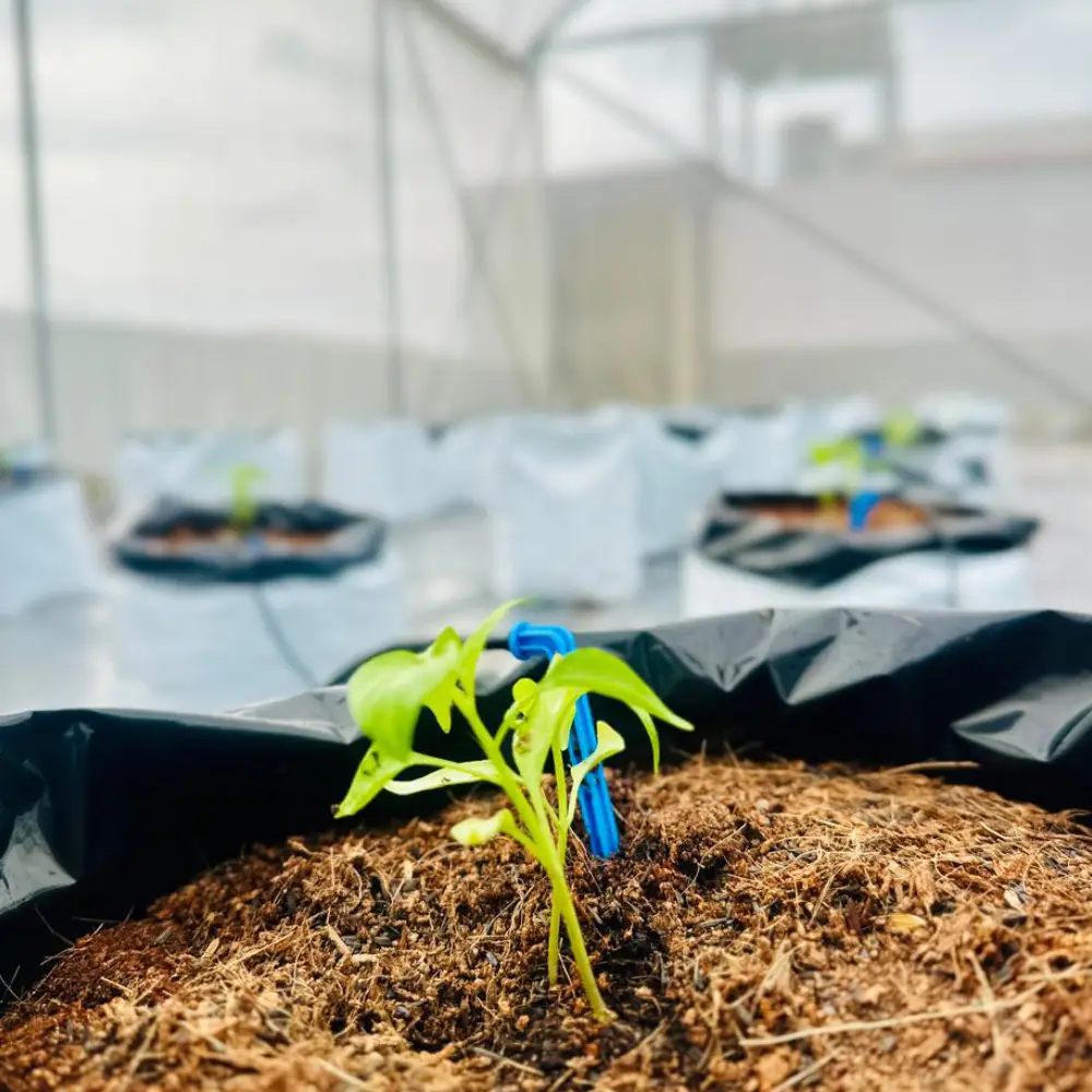 Polytunnels