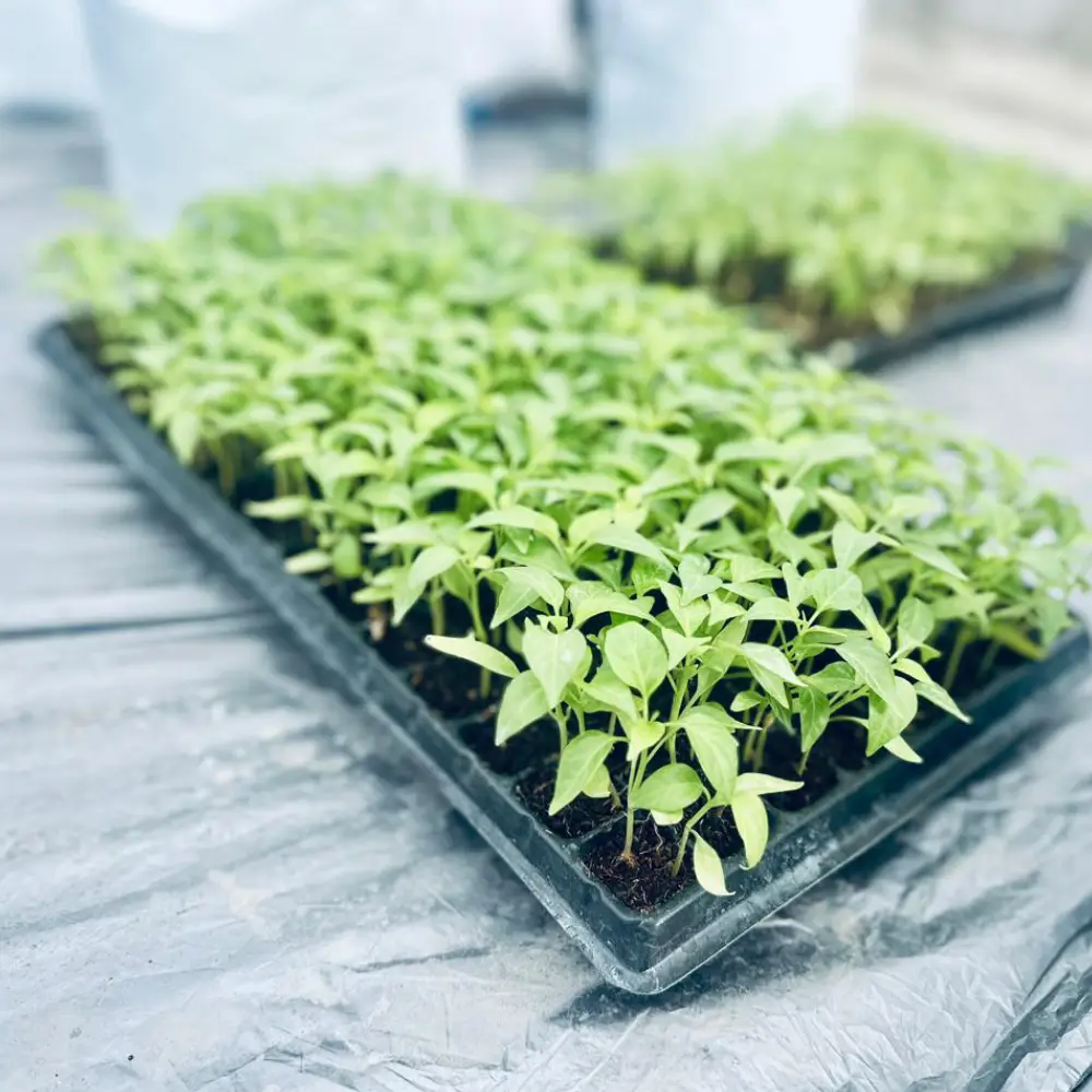 Polytunnels