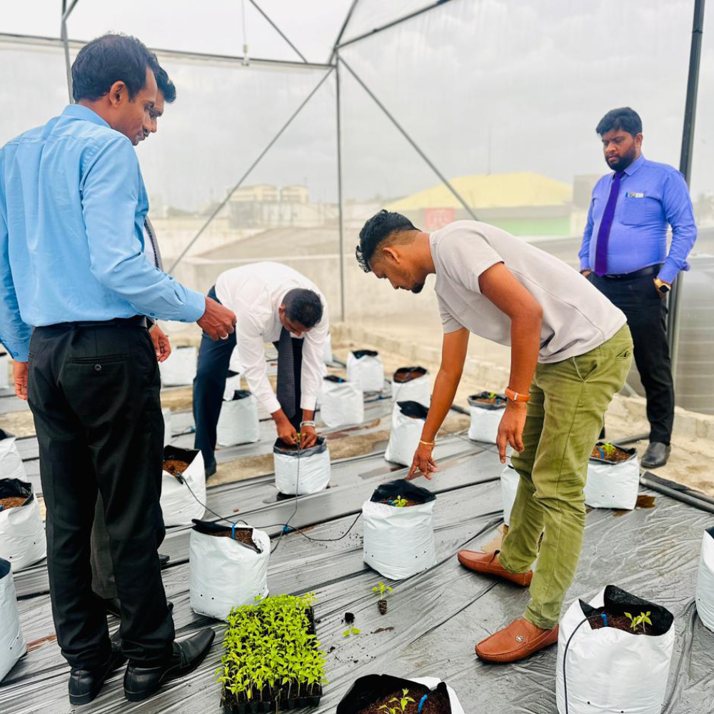 Polytunnels