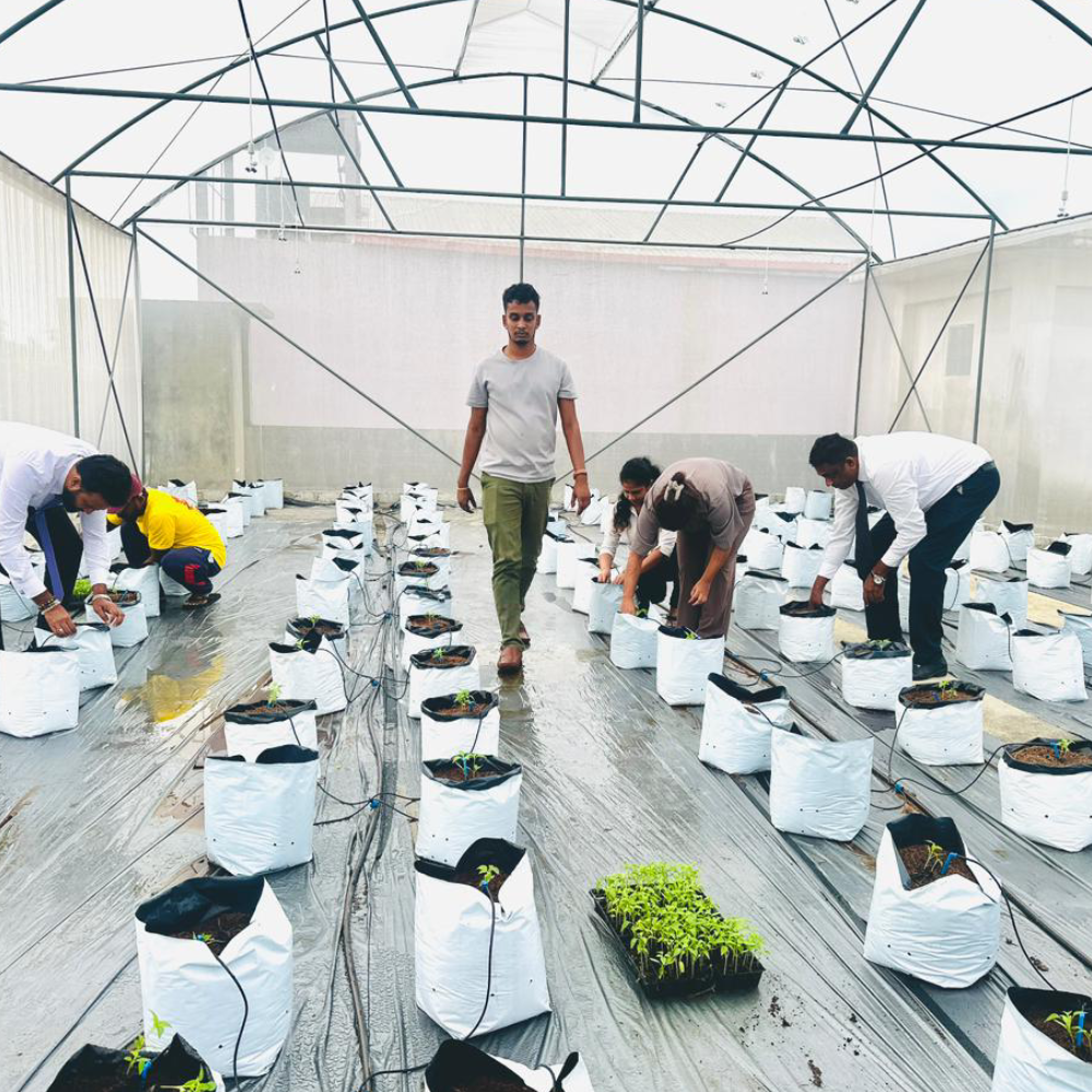 Polytunnels